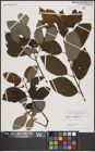 Foto von Salix caprea L.